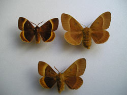 Lasiocampa quercus (male and female and bilateral gynandromorph) (Internet Image property of respective owner, non-commercial use only)